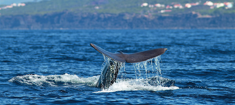 A sperm whale diving into the ocean